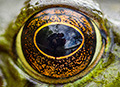 photographer in frog eye reflection