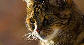 Cat portrait for pet photography