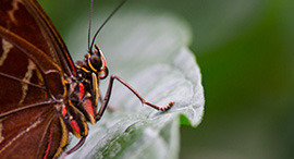 Butterfly macro photography on leave