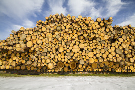 trunks stack in field